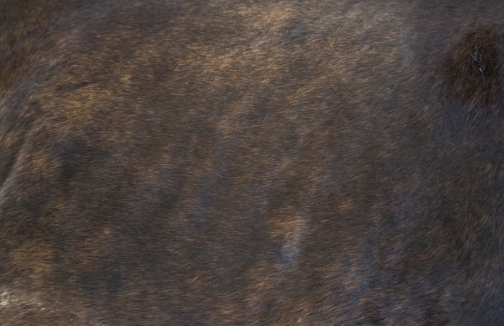 sulfate de cuivre peau cheval
